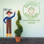 Cyprusovec leylandský (Cupressocyparis leylandii) ´CASTLEWELLAND GOLD´- výška 150-160 cm, kont. C24L - ŠPIRÁLA